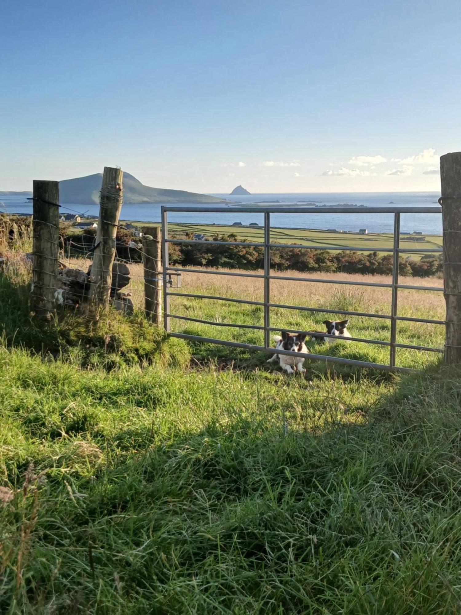 Gleann Loic Farmhouse Villa Dingle Dış mekan fotoğraf